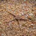 SerpentÃ¢â¬â¢s table brittle star, Ophiura albida. Loch Carron, Scotland Royalty Free Stock Photo