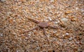 SerpentÃ¢â¬â¢s table brittle star, Ophiura albida. Loch Carron, Scotland Royalty Free Stock Photo