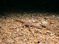 SerpentÃ¢â¬â¢s table brittle star, Ophiura albida. Loch Carron, Scotland Royalty Free Stock Photo