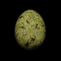 Serpentine egg on black background