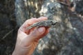 Antigorite of serpentine rock in a hand of a geologist.