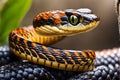 Serpentine Elegance: Close-Up Photo of a Coiled Snake, Scales Glistening with Morning Dew, Eyes Sharply in Focus Royalty Free Stock Photo