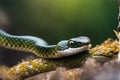 Serpentine Elegance: Close-Up Photo of a Coiled Snake, Scales Glistening with Morning Dew, Eyes Sharply in Focus Royalty Free Stock Photo