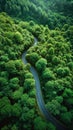 Serpentine path weaves through lush woodland in captivating aerial perspective