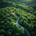 Serpentine path weaves through lush woodland in captivating aerial perspective