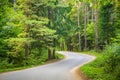 Serpentine road forest pine trees Royalty Free Stock Photo