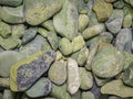 Serpentinite in green. Natural treasure. Royalty Free Stock Photo