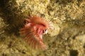 Serpula vermicularis, known by common names including the calcareous tubeworm, fan worm, plume worm or red tube worm,