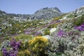 Serra da Estrela with alpine flowers in Portugal