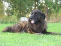 Serra da Estrela Dog, Portugal