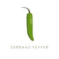 serrano pepper flat design vector illustration. Capsicum annuum serrano chili