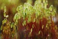 Serrate Dung Moss close up