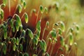 Serrate Dung Moss flower closeup with raindrops Royalty Free Stock Photo