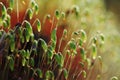 Serrate Dung Moss flower closeup with raindrops Royalty Free Stock Photo