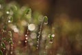 Serrate Dung Moss flower closeup with raindrops Royalty Free Stock Photo