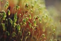 Serrate Dung Moss flower closeup with raindrops Royalty Free Stock Photo