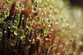 Serrate Dung Moss flower closeup with raindrops