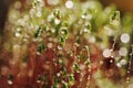 Serrate Dung Moss flower closeup with raindrops Royalty Free Stock Photo