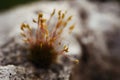 Serrate Dung Moss flower closeup Royalty Free Stock Photo