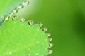 Serrated leaf margin with dew drops