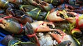 Serrated mud crab, Mangrove crab, Black crab, Giant mud crab a sea crab on basket. Royalty Free Stock Photo