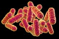 Serratia marcescens bacteria