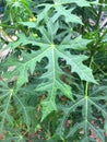 Serration leaf of chaya plant Royalty Free Stock Photo