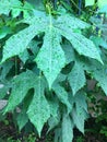 Serration leaves of chaya plant Royalty Free Stock Photo