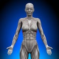 Serratus Anterior - Female Anatomy Muscles