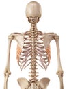 The serratus anterior Royalty Free Stock Photo