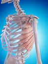 the serratus anterior Royalty Free Stock Photo