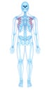 The serratus anterior Royalty Free Stock Photo