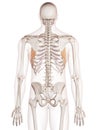 The serratus anterior Royalty Free Stock Photo