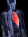 The serratus anterior muscle Royalty Free Stock Photo