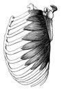 Serratus Magnus Muscle, vintage illustration