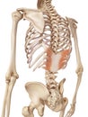 The serratus posterior inferior Royalty Free Stock Photo