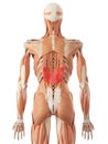 The serratus posterior inferior