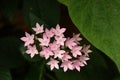 View on plants in the Serre aux Papillons Royalty Free Stock Photo