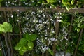 Serrissa japonica ( Tree of a thousand stars ) flowers.