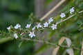 Serrissa japonica ( Tree of a thousand stars ) flowers.