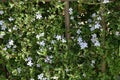 Serrissa japonica ( Tree of a thousand stars ) flowers.