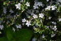 Serrissa japonica ( Tree of a thousand stars ) flowers.