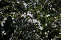 Serrissa japonica ( Tree of a thousand stars ) flowers.