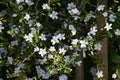 Serrissa japonica ( Tree of a thousand stars ) flowers.