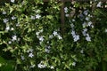 Serrissa japonica ( Tree of a thousand stars ) flowers.