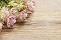 Serruria florida blushing bride flower on wooden background Royalty Free Stock Photo