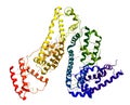 Serum albumin molecular structure Royalty Free Stock Photo