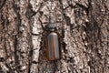 Serum oil in amber glass cosmetic bottle on tree bark top view. Anti aging serum with collagen and peptide. Organic