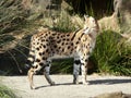 Serval