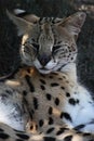 Serval